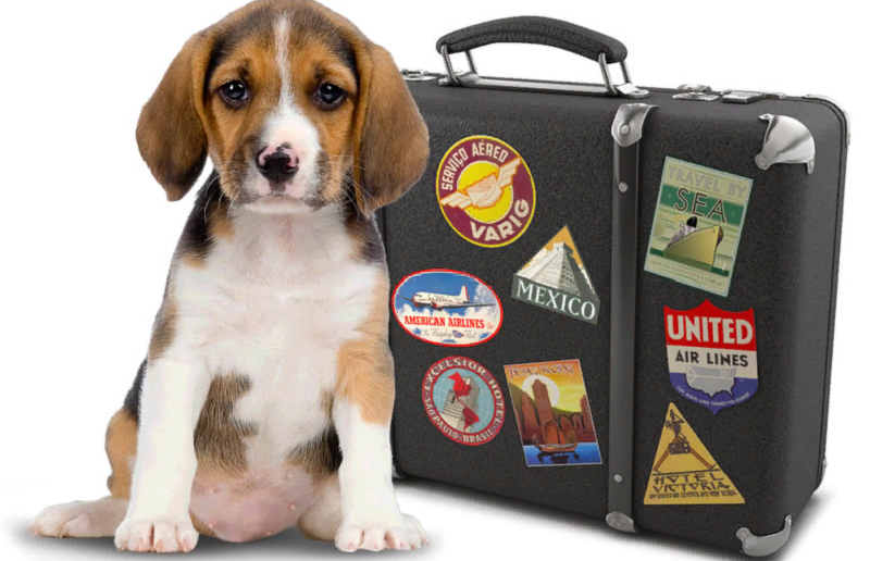 перевозка животных из Европы в Россию